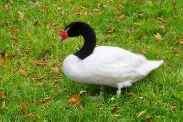 Schwarzhals Schwan