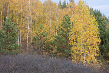 Fototapeta premium autumn in the forest
