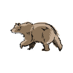 illustration of a bear walking