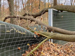 Przewrócone drzewo złamane gałęzie na metalowy płot © DP.REPORT