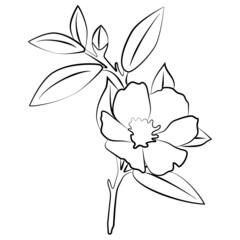 Indoor plant gardenia jasmine. Vector illustration of a flower. 