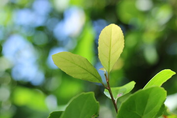 leaves on blue background
