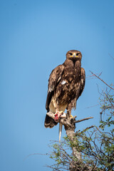 Greater spotted eagle or spotted eagle or Clanga clanga portrait with a spiny tailed lizard kill in his claws in natural blue sky background at tal chhapar sanctuary rajasthan India