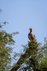 Booted eagle or Hieraaetus pennatus portrait perched high on tree with natural blue sky background at tal chhapar sanctuary rajasthan India