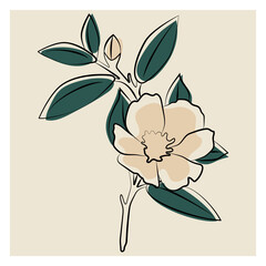 Indoor plant gardenia jasmine. Vector illustration of a flower. 