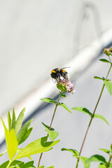 wilde Biene sitzt auf Thymianblüte