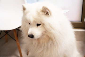Naklejka premium Photo of a purebred dog, Samoyed, lying on the floor of the veterinary clinic.