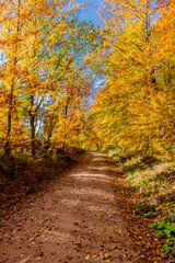 Fototapeta na wymiar Herbstspaziergang rund um die Wartburgstadt Eisenach am Rande des Thüringer Waldes - Thüringen