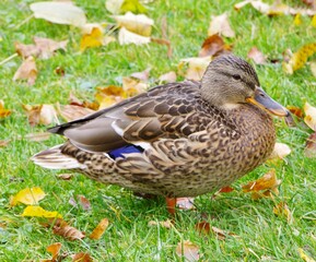 Ente