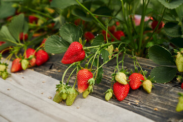 Tasty strawberry growing in rows at large farm garden. Fresh ripe berries ready for harvesting. Cultivation of organic food.