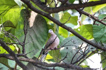 Dove on a tree branch