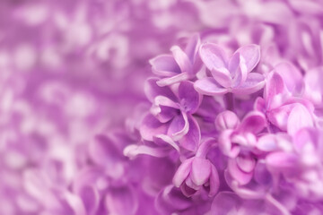 Purple lilac flowers close-up.Special blur