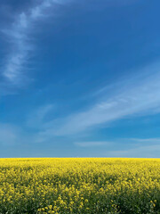 A field with flowering yellow oilseed rapeseed