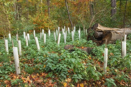 Wiederaufforstung, Wuchsh&uuml;llen als Wildschadensschutz, Deutschland, Europa