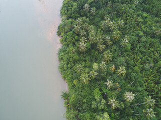 Top aerial drone view of beautiful beach with calm sea water and coconut trees. Untouched area with lushes of green.