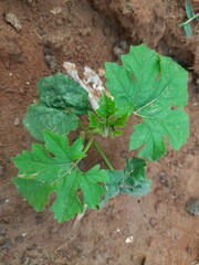 Bitter gourd plant. It is a vine plant. Its fruit has a bitter taste. This is a very good vegetable for diabetic patients.
Its other names bitter melon, bitter squash, balsam pear.