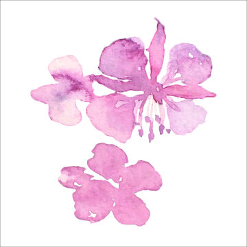 Willow-herb watercolor illustration, vector icon print design