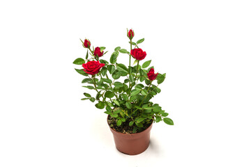 Fototapeta na wymiar Red roses in a pot isolated on white background.