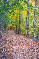 Naklejka premium Fall season hiking trail in the woods fool of colorful trees.