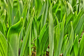 green grass background
