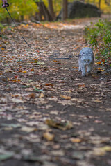 Hiking cat walking on the trail inside a forest fall season
