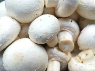 mushrooms on a black background