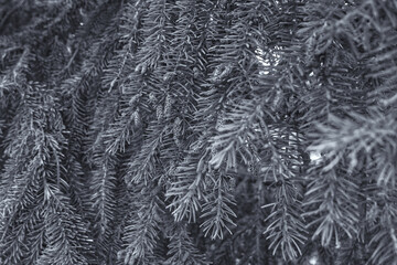 spruce branches