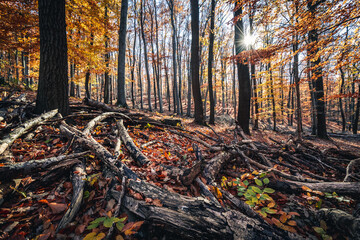 Wald in Herbstfarben