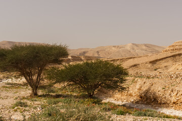Naklejka premium A couple of trees in the Judean Desert in Israel