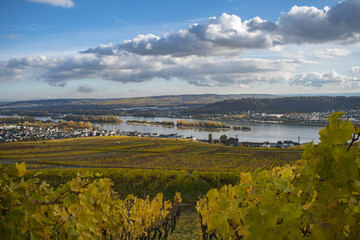 Vineyards in autumn in Rüdelsheim am Rhein river - High Resolution