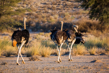 Naklejka premium Three African Ostrich walking rear view at dawn in Kgalagadi transfrontier park, South Africa ; Specie Struthio camelus family of Struthionidae