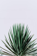 Obraz premium fresh green yucca leaves on a white background. A green yucca plant isolated on a white background.