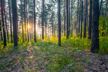 Fototapeta premium sunset in the woods