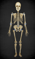 Watercolor full human skeleton illustration standing isolation on black background