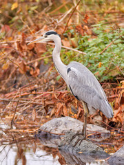 Ardea cinerea, the portrait of the grey heron standing on the shore of a pond. Autumn day.