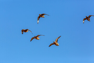 Burchell's Sandgrouse in flight isolated in blue sky in Kgalagadi transfrontier park, South Africa; specie Pterocles burchelli family of Pteroclidae