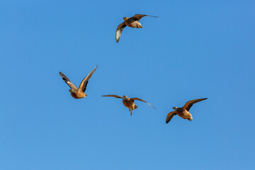 Obraz premium Burchell's Sandgrouse in flight isolated in blue sky in Kgalagadi transfrontier park, South Africa; specie Pterocles burchelli family of Pteroclidae