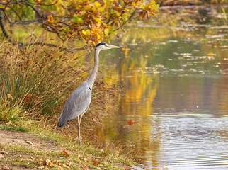 Ardea cinerea, the portrait of the grey heron standing on the shore of a pond. Autumn day.