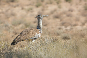 Kori bustard walking in dry land in Kgalagadi transfrontier park, South Africa ; Specie Ardeotis kori family of Otididae
