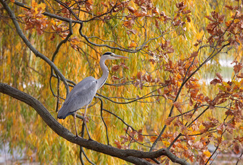 Ardea cinerea, the portrait of the grey heron sitting on the branch of a tree on the shore of a pond. Autumn day.