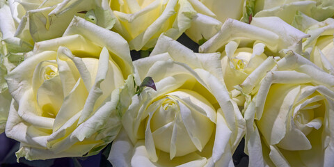 Background of beautiful flowers. Panorama. Сlose up.