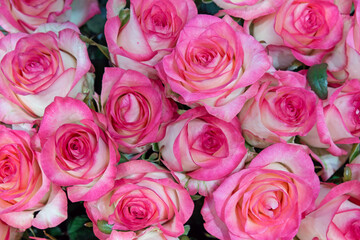 Background of beautiful flowers. Close up.