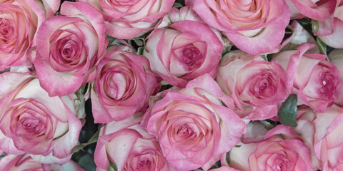 Background of beautiful flowers. Panorama. Сlose up.