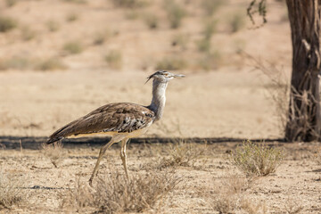 Kori bustard walking in dry land in Kgalagadi transfrontier park, South Africa ; Specie Ardeotis kori family of Otididae