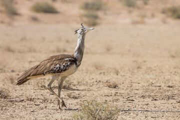 Kori bustard walking in dry land in Kgalagadi transfrontier park, South Africa ; Specie Ardeotis kori family of Otididae