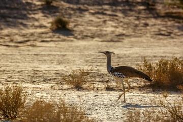 Kori bustard walking backlit in dry land in Kgalagadi transfrontier park, South Africa ; Specie Ardeotis kori family of Otididae