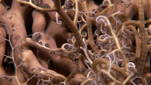 Close-up Gorgonocephalus (Gorgon's head) stands on coral reef sand. He catches plankton with his tentacles and sends him to his mouth. Underwater diving in Red Sea.