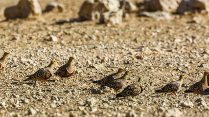 Namaqua sandgrouse flock on the ground in Kgalagadi transfrontier park, South Africa; specie Pterocles namaqua family of Pteroclidae