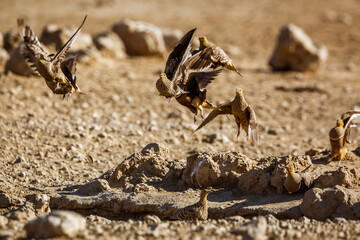 Flock of Namaqua sandgrouse flying away in Kgalagadi transfrontier park, South Africa; specie Pterocles namaqua family of Pteroclidae