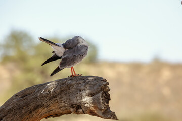Pale Chanting-Goshawk grooming and preening standing on a stump in Kgalagadi transfrontier park, South Africa; specie Melierax canorus family of Accipitridae